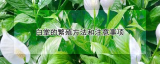 白掌的繁殖方法和注意事项,第1图