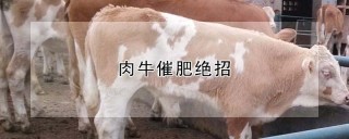 肉牛催肥绝招,第1图