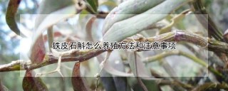 铁皮石斛怎么养殖方法和注意事项,第1图