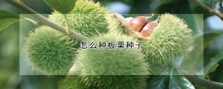 怎么种板栗种子,第1图