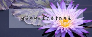 睡莲鲜切花怎么养才能开花,第1图