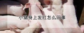 小猪身上发红怎么回事,第1图