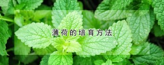 薄荷的培育方法,第1图