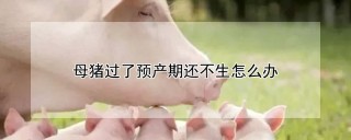 母猪过了预产期还不生怎么办,第1图