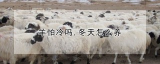 羊怕冷吗,冬天怎么养,第1图