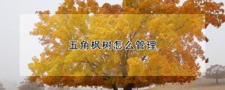 五角枫树怎么管理,第1图