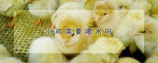 小鸡需要喂水吗,第1图