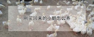 刚买回来的小鹅怎么养,第1图