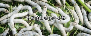 家蚕的生殖发育过程,第1图