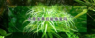 水草发黄后能恢复吗,第1图