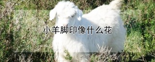 小羊脚印像什么花,第1图