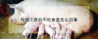 母猪下崽后不吃食是怎么回事,第1图