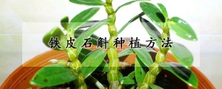 铁皮石斛种植方法,第1图