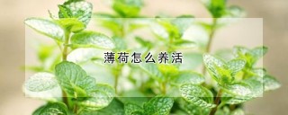 薄荷怎么养活,第1图