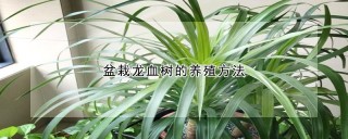 盆栽龙血树的养殖方法,第1图