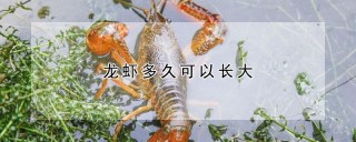 龙虾多久可以长大,第1图