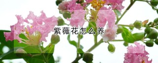 紫薇花怎么养,第1图