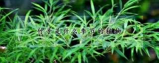 竹子是什么季节的植物,第1图