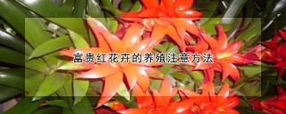 富贵红花卉的养殖注意方法,第1图