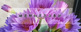 睡莲鲜切花怎么养护,第1图