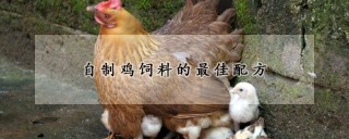 自制鸡饲料的最佳配方,第1图