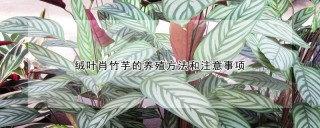 绒叶肖竹芋的养殖方法和注意事项,第1图