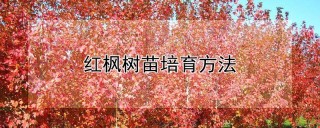 红枫树苗培育方法,第1图