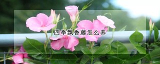 四季飘香藤怎么养,第1图