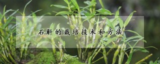 石斛的栽培技术和方法,第1图