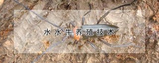 水水牛养殖技术,第1图