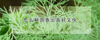 怎么种茴香出苗好又快,第1图