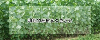 刚栽的杨树多久浇水好,第1图