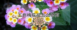 五色梅花后怎么修剪,第1图