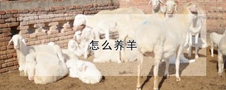 怎么养羊,第1图