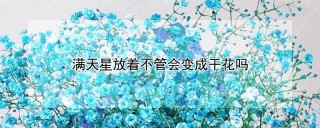 满天星放着不管会变成干花吗,第1图