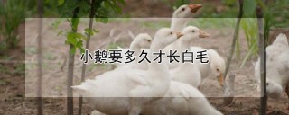 小鹅要多久才长白毛,第1图