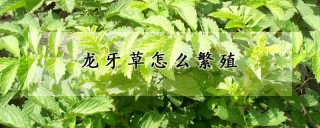 龙牙草怎么繁殖,第1图