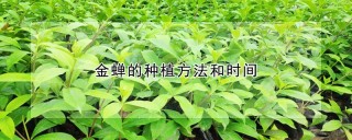 金蝉的种植方法和时间,第1图