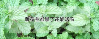 薄荷茎都黑了还能活吗,第1图