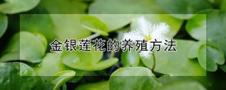 金银莲花的养殖方法,第1图