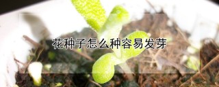 花种子怎么种容易发芽,第1图