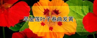 旱金莲叶子卷曲发黄,第1图