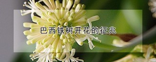 巴西铁树开花的征兆,第1图