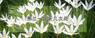 葱兰一年开几次花,第1图