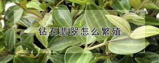 钻石翡翠怎么繁殖,第1图