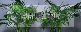 富贵椰有毒吗,第1图