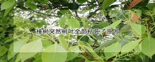 樟树突然树叶全部枯死了原因,第1图