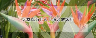 天堂鸟为什么不适合放客厅,第1图