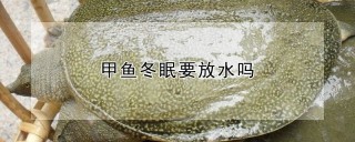 甲鱼冬眠要放水吗,第1图