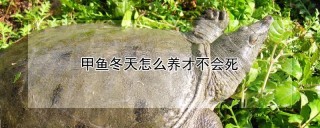 甲鱼冬天怎么养才不会死,第1图